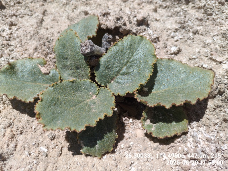 Anulocaulis leiosolenus var. leiosolenus photo 6