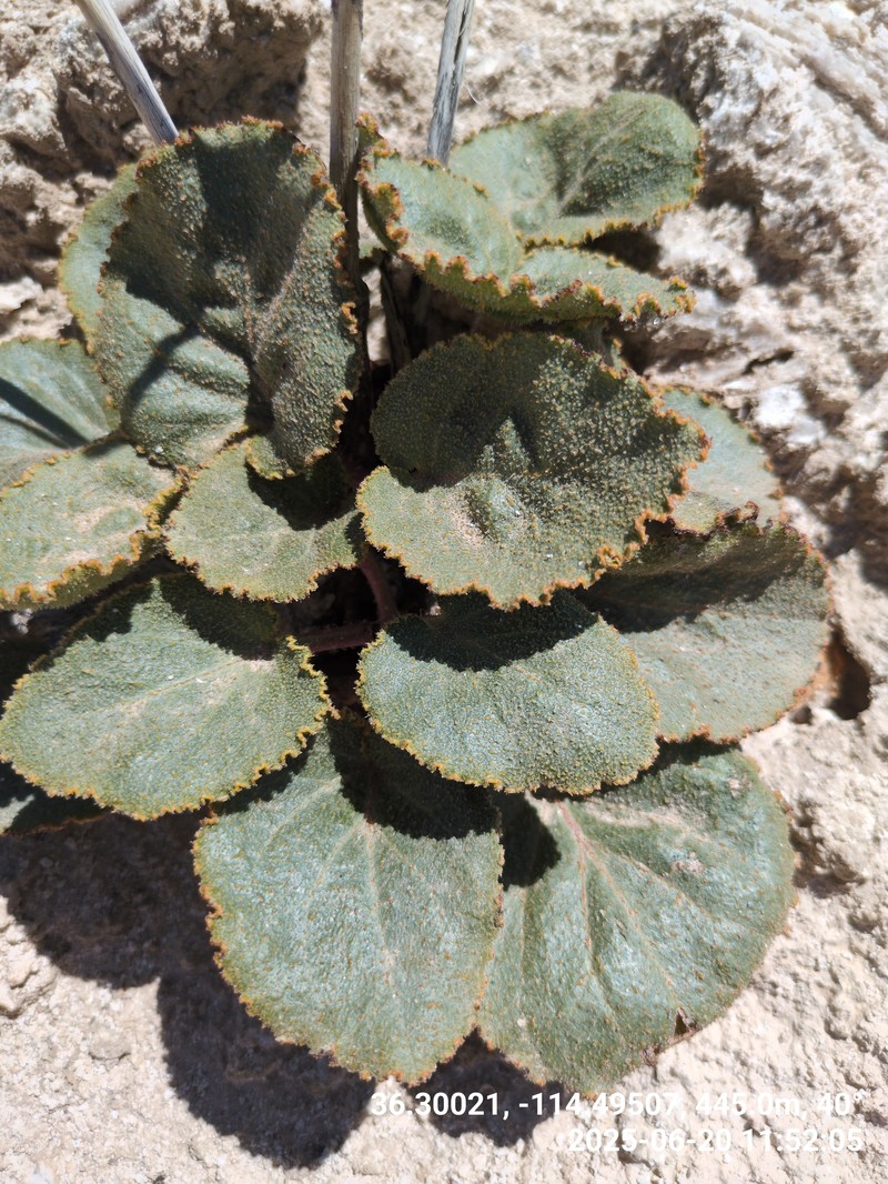 Anulocaulis leiosolenus var. leiosolenus photo 7