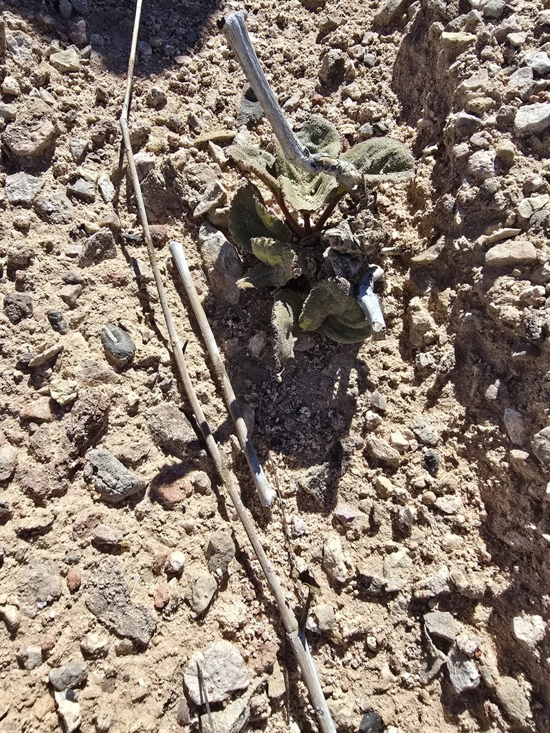 Anulocaulis leiosolenus var. leiosolenus photo 8
