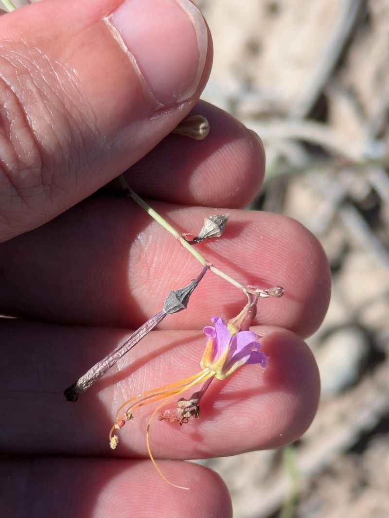 Texas Ringstem