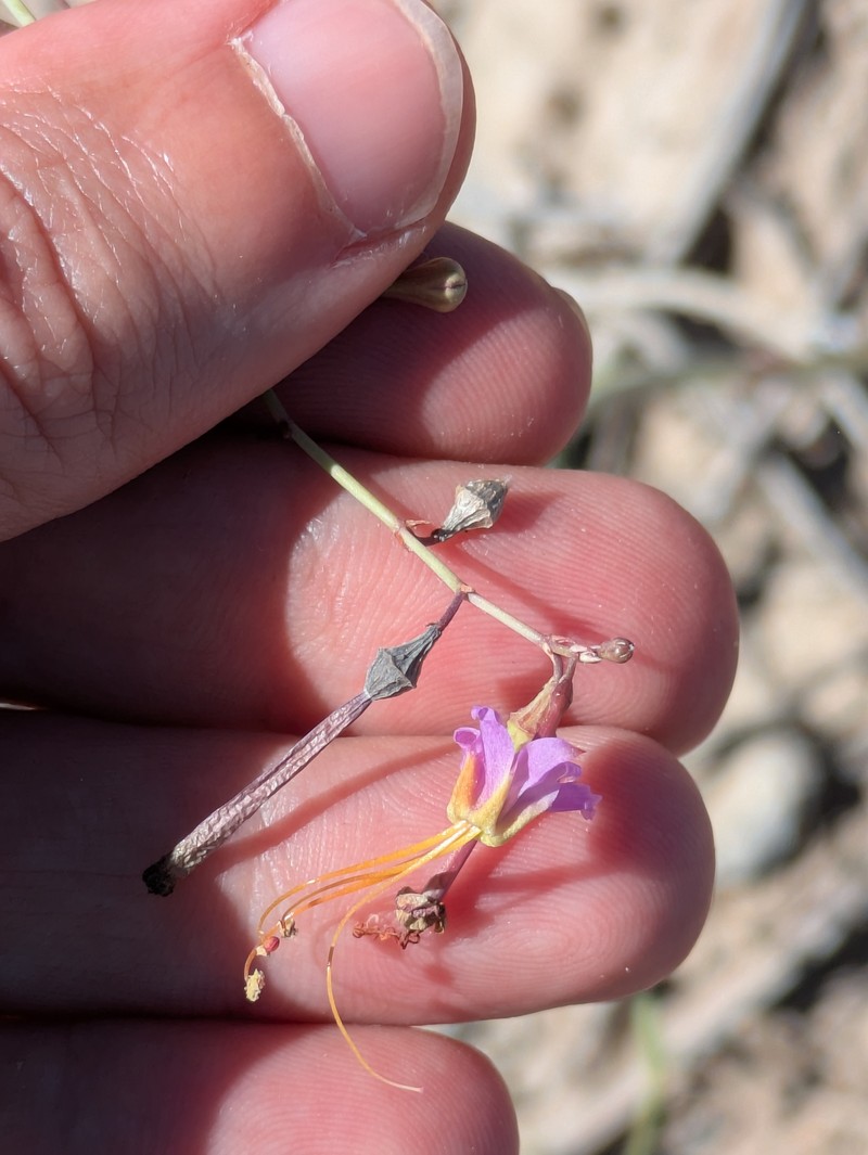 Texas Ringstem photo 4