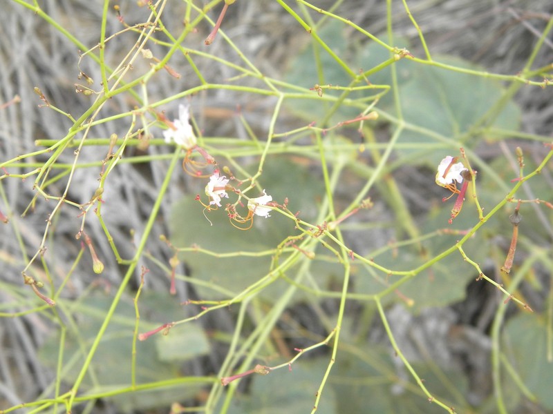 Texas Ringstem photo 5