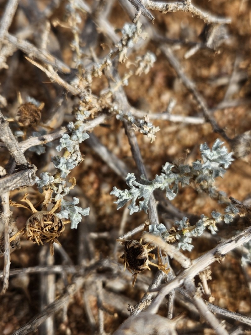 Anvillea garcinii photo 2