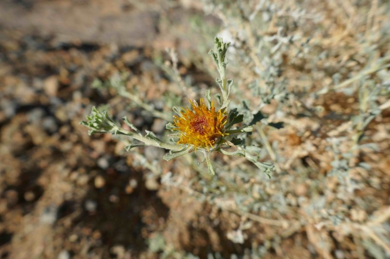 Anvillea garcinii photo 4