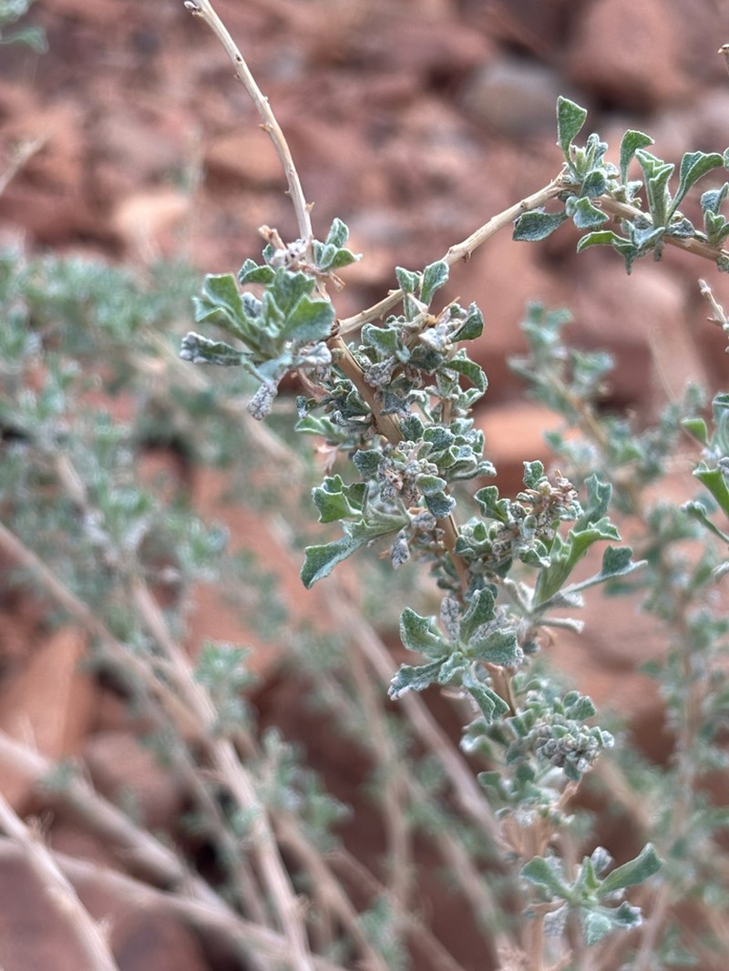 Anvillea garcinii photo 6