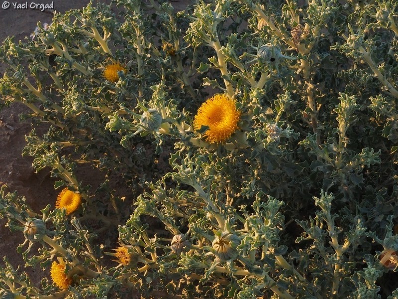 Anvillea garcinii photo 8