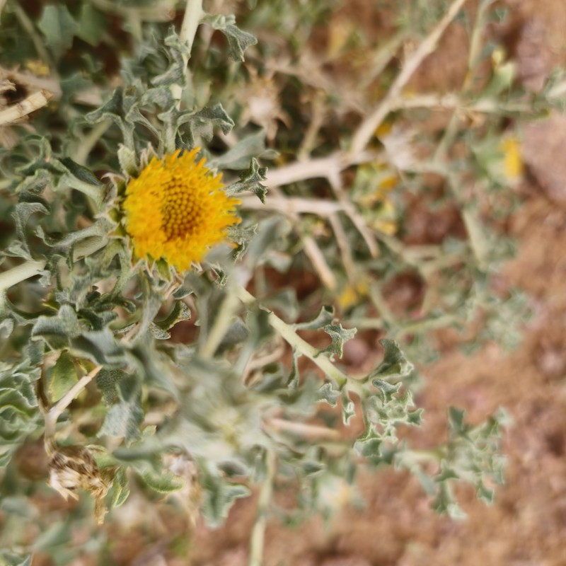 Anvillea garcinii subsp. garcinii