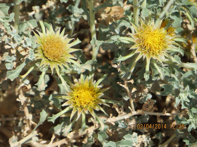 Anvillea garcinii subsp. garcinii photo 2