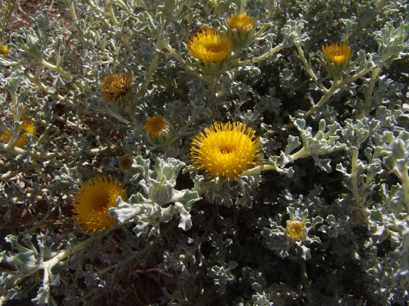 Anvillea garcinii subsp. garcinii photo 3