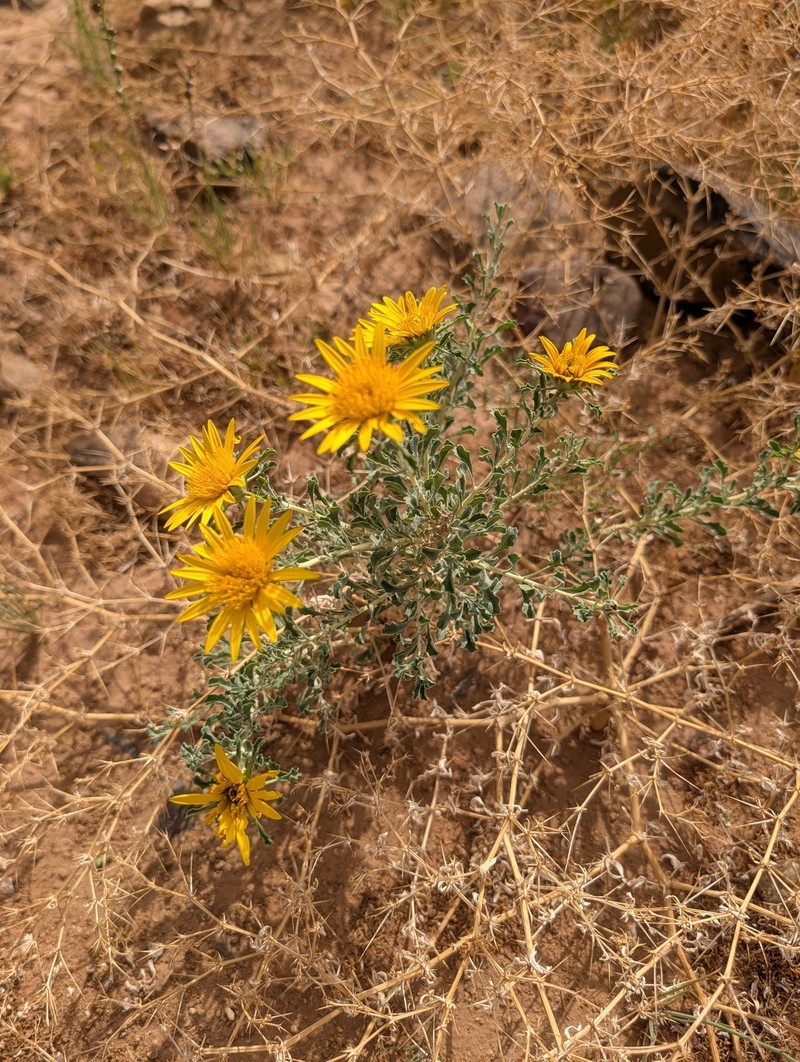 Anvillea garcinii subsp. radiata photo 2