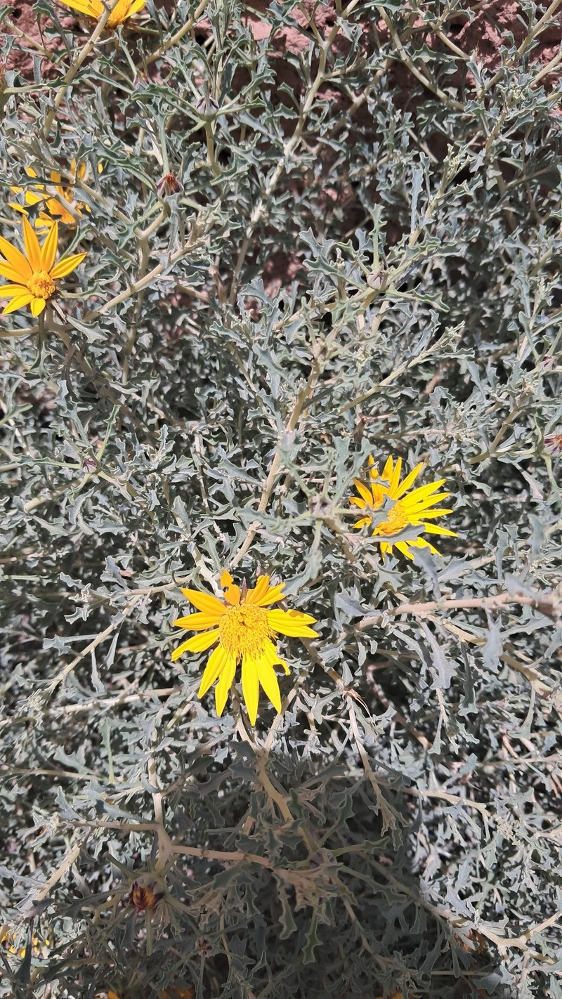 Anvillea garcinii subsp. radiata photo 3