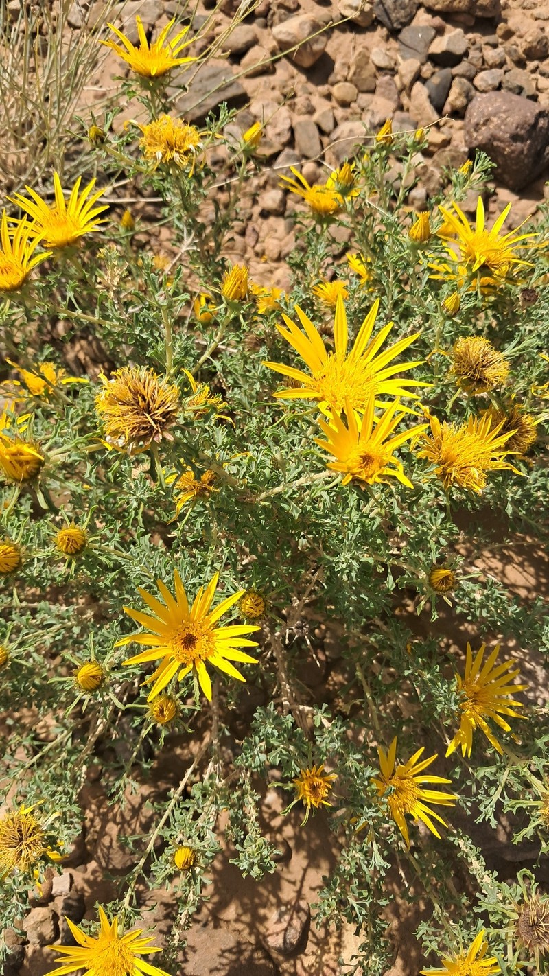 Anvillea garcinii subsp. radiata photo 4