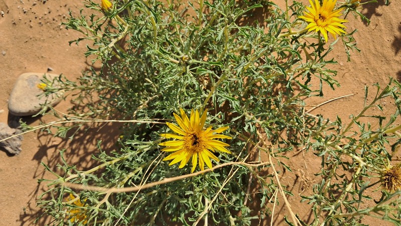 Anvillea garcinii subsp. radiata photo 5