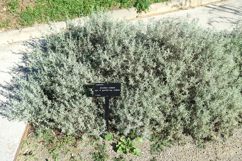 Anvillea garcinii subsp. radiata