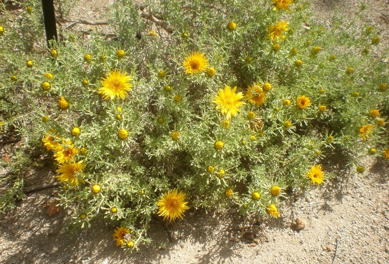 Anvillea garcinii subsp. radiata photo 6