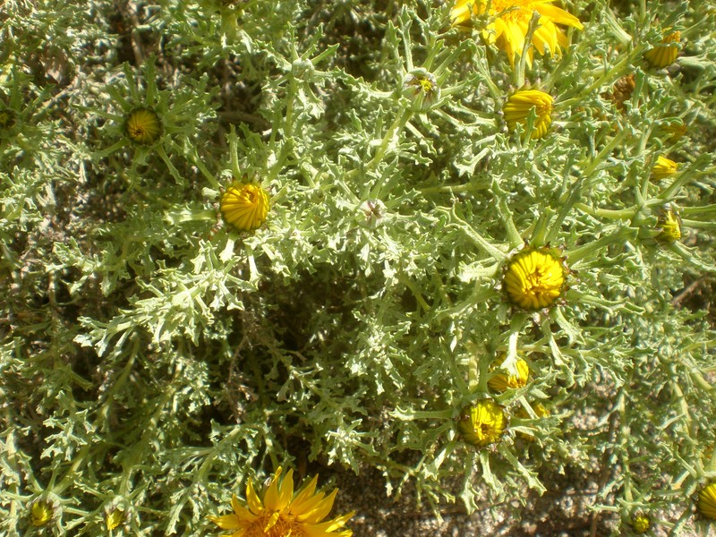 Anvillea garcinii subsp. radiata photo 7