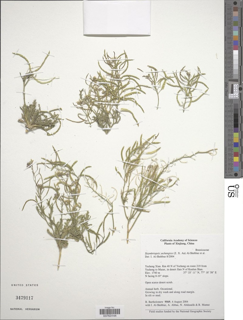 Anzhengxia yechengnica photo 2