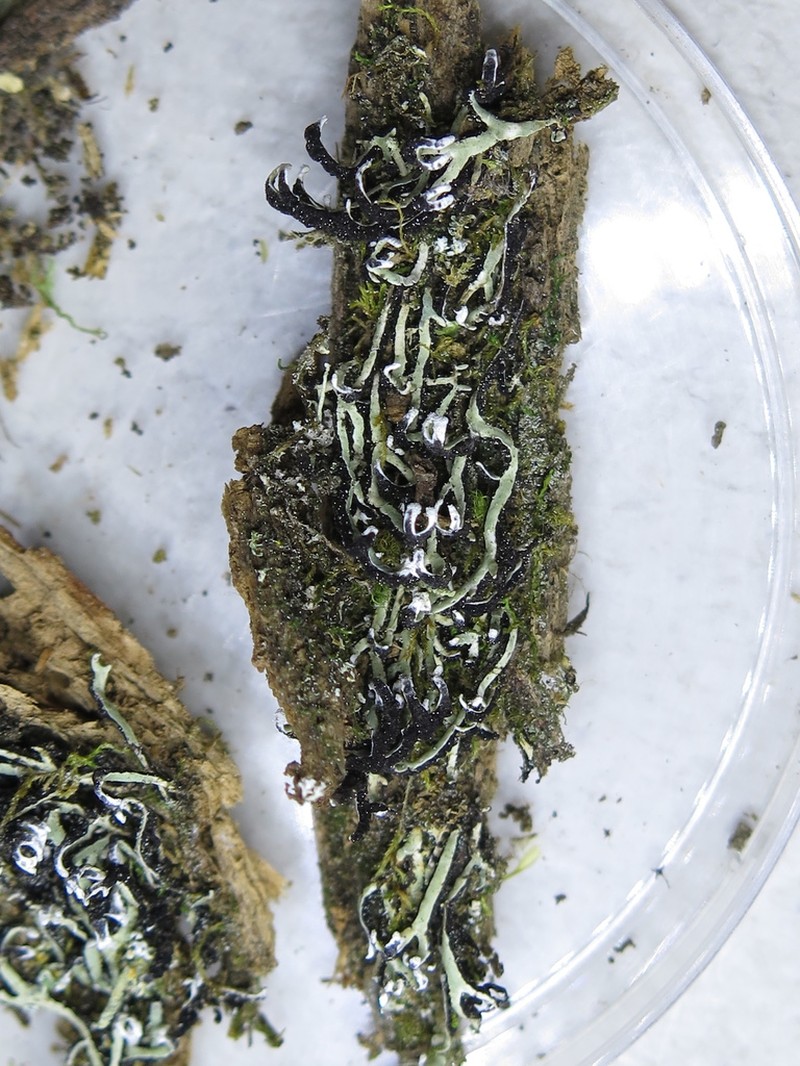 American Anzia Lichen