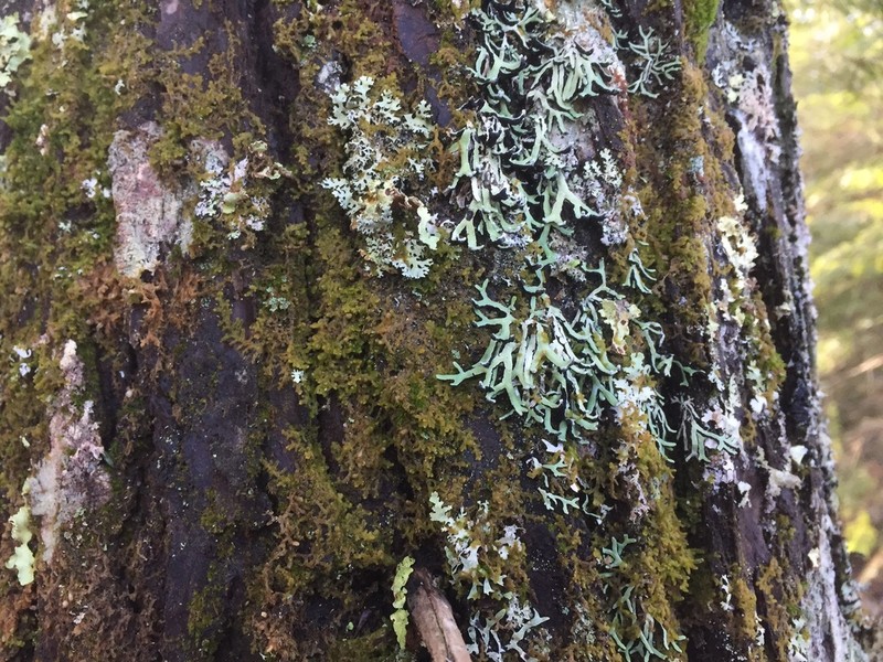 American Anzia Lichen photo 2