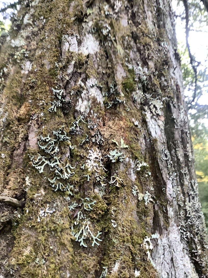 American Anzia Lichen photo 3