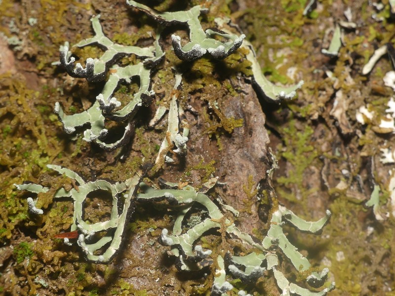 American Anzia Lichen photo 4