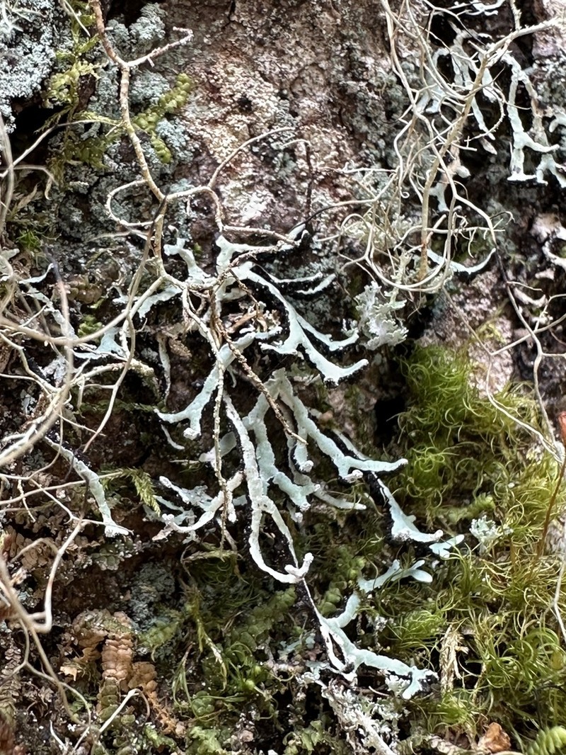 American Anzia Lichen photo 5