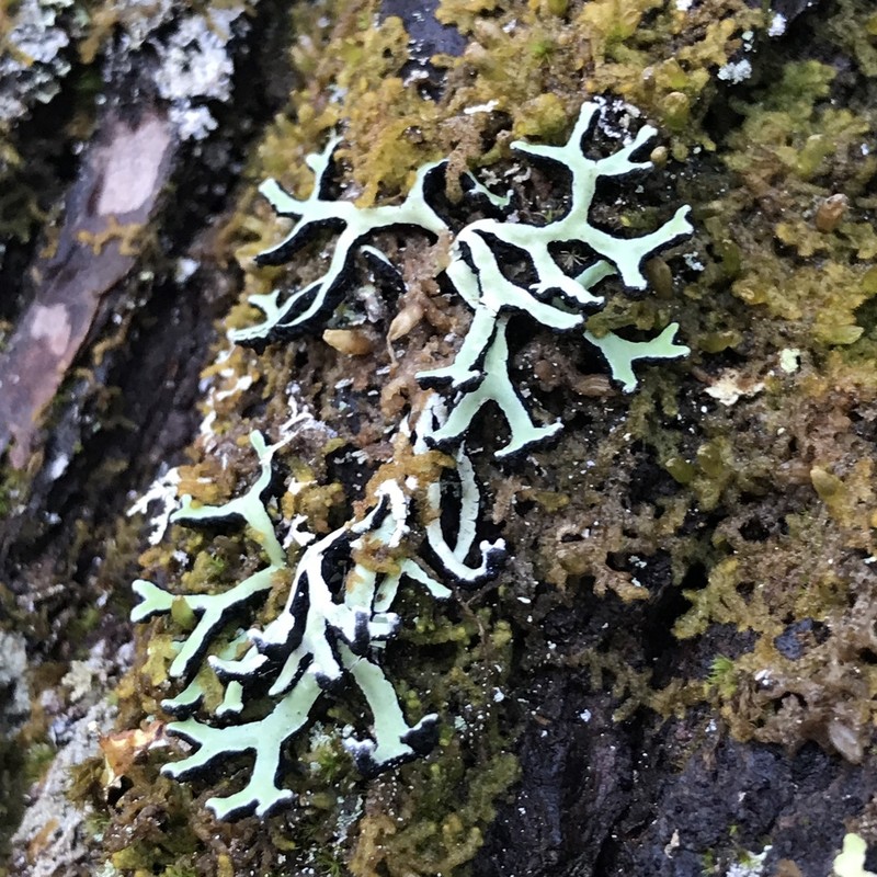 American Anzia Lichen photo 6