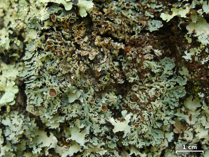 Anzia Lichen