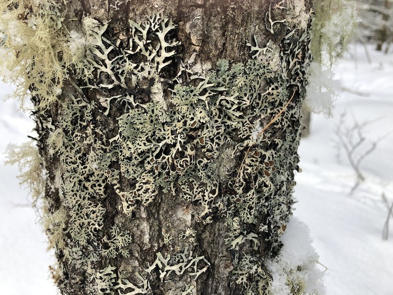 Anzia Lichen photo 2