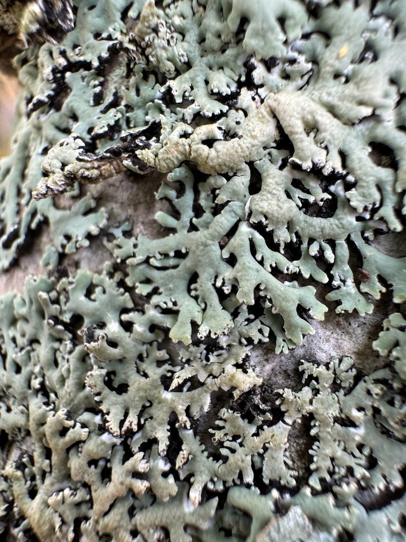 Anzia Lichen photo 3
