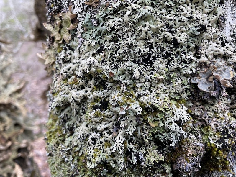 Anzia Lichen photo 4