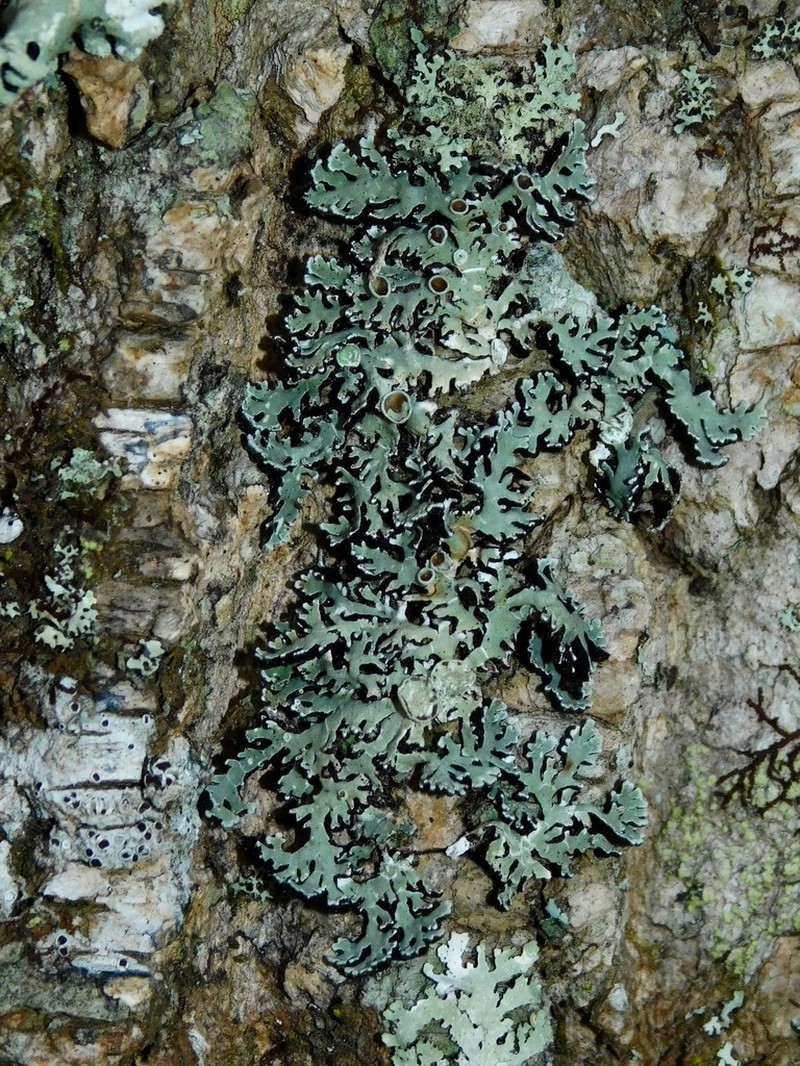 Anzia Lichen photo 5