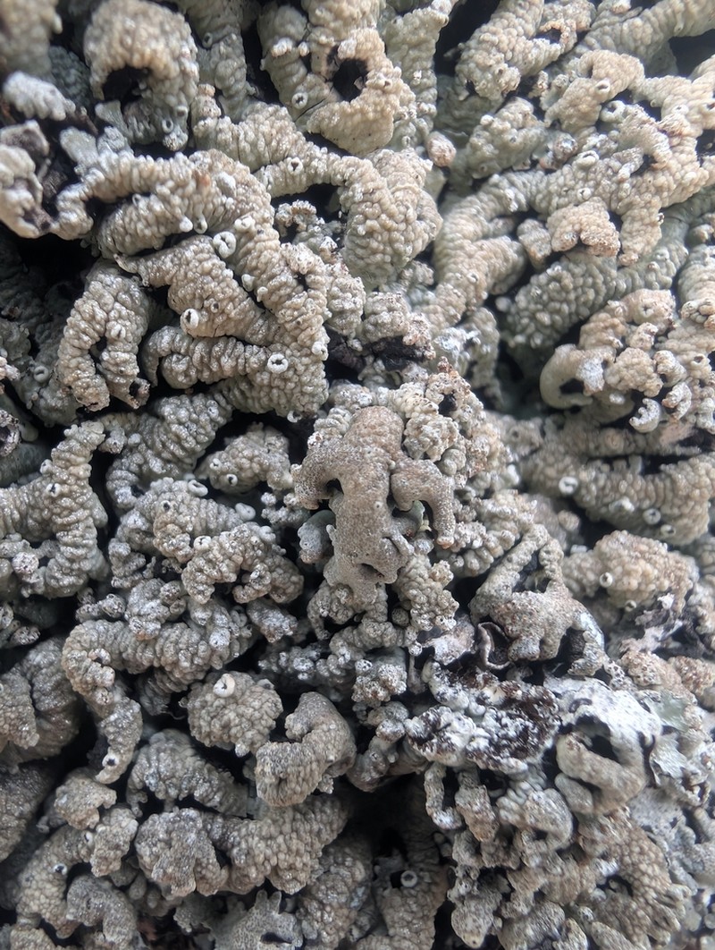 Anzia Lichen photo 6