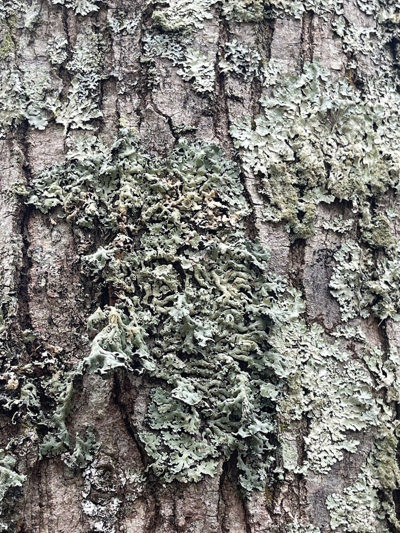 Anzia Lichen photo 7