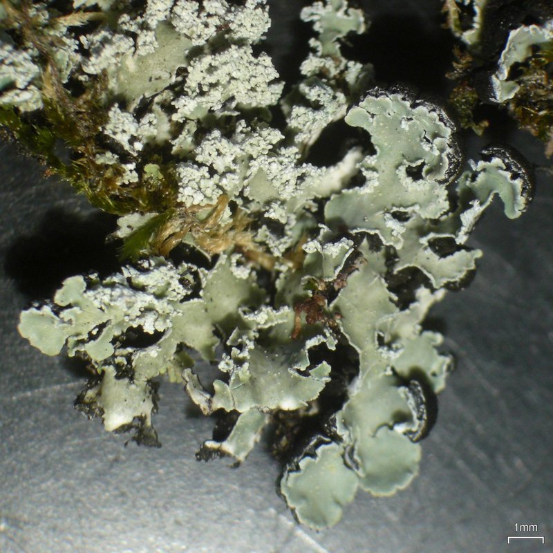 Ornate Anzia Lichen