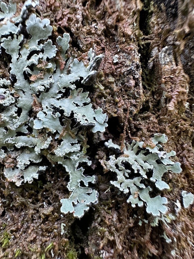 Ornate Anzia Lichen
