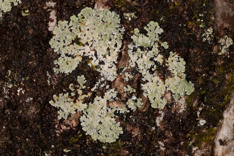 Ornate Anzia Lichen photo 2