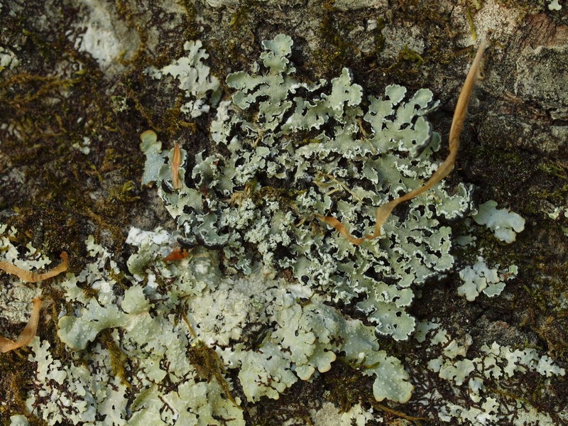 Ornate Anzia Lichen photo 3