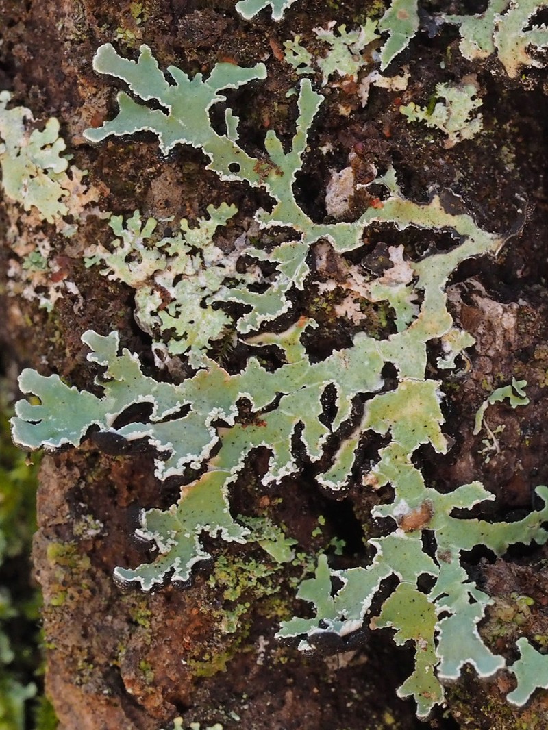 Ornate Anzia Lichen photo 4