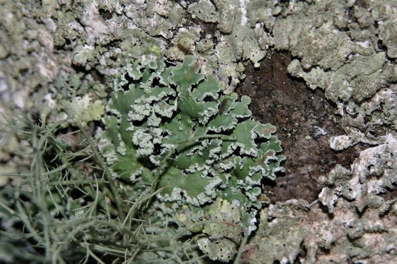 Ornate Anzia Lichen photo 5