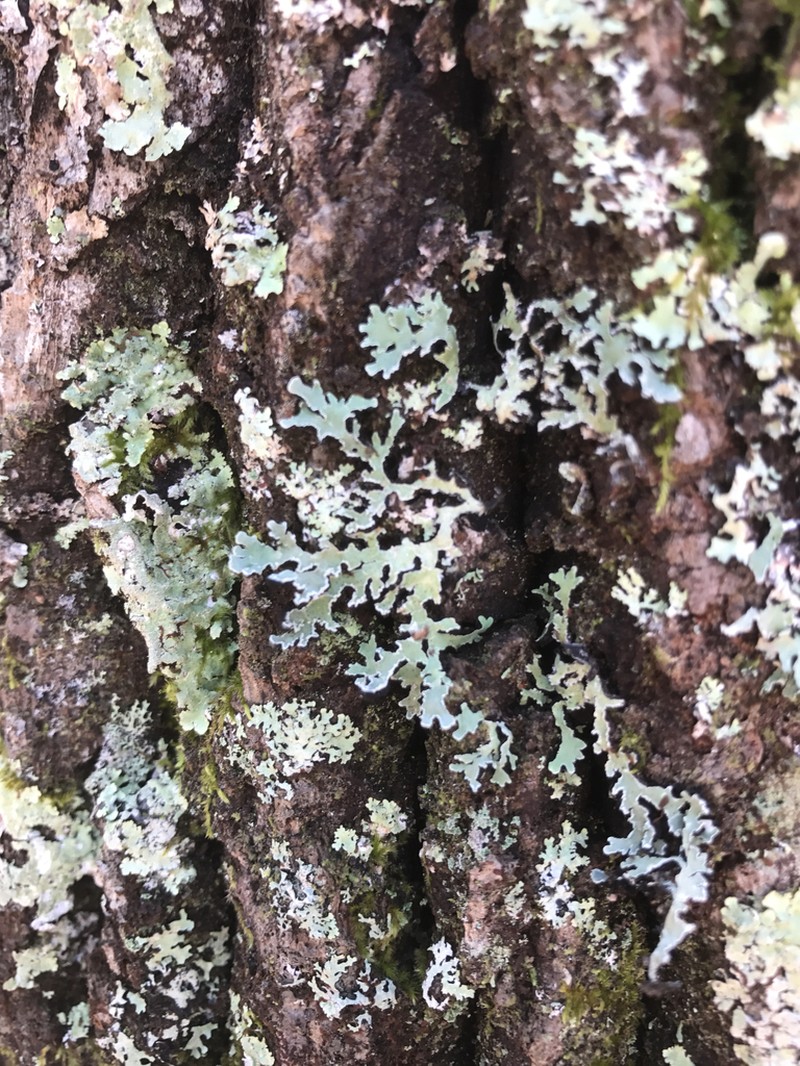 Ornate Anzia Lichen photo 6