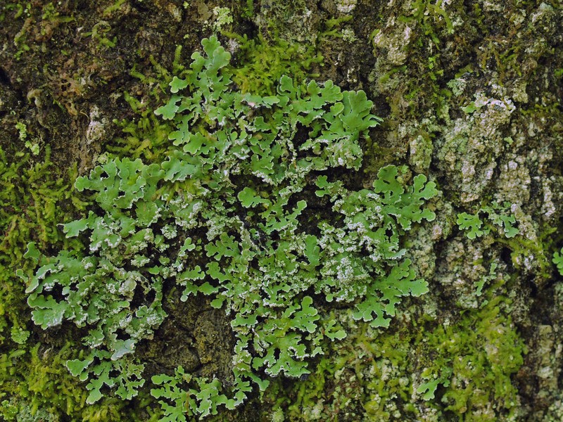 Ornate Anzia Lichen photo 7