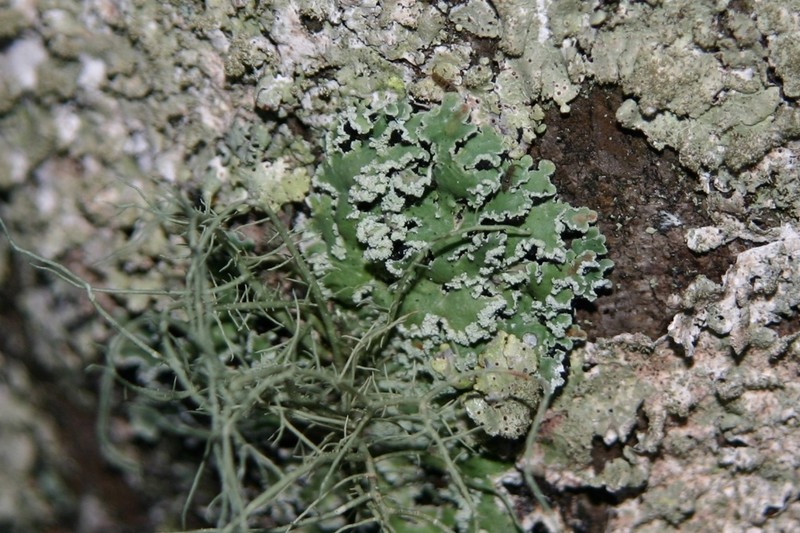 Ornate Anzia Lichen photo 8