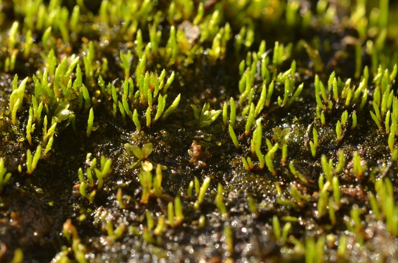 Aongstroemia Moss