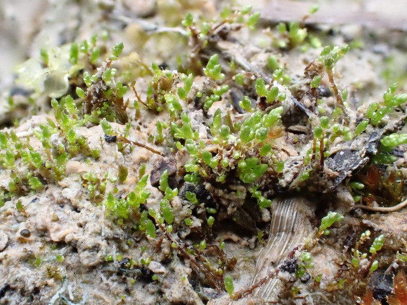 Aongstroemia Moss photo 2