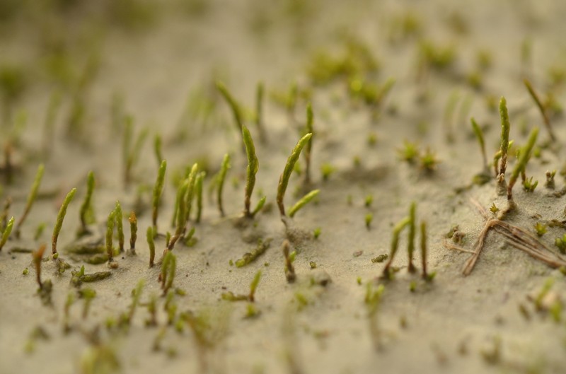 Aongstroemia Moss photo 3