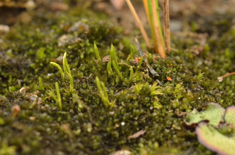 Aongstroemia Moss photo 8