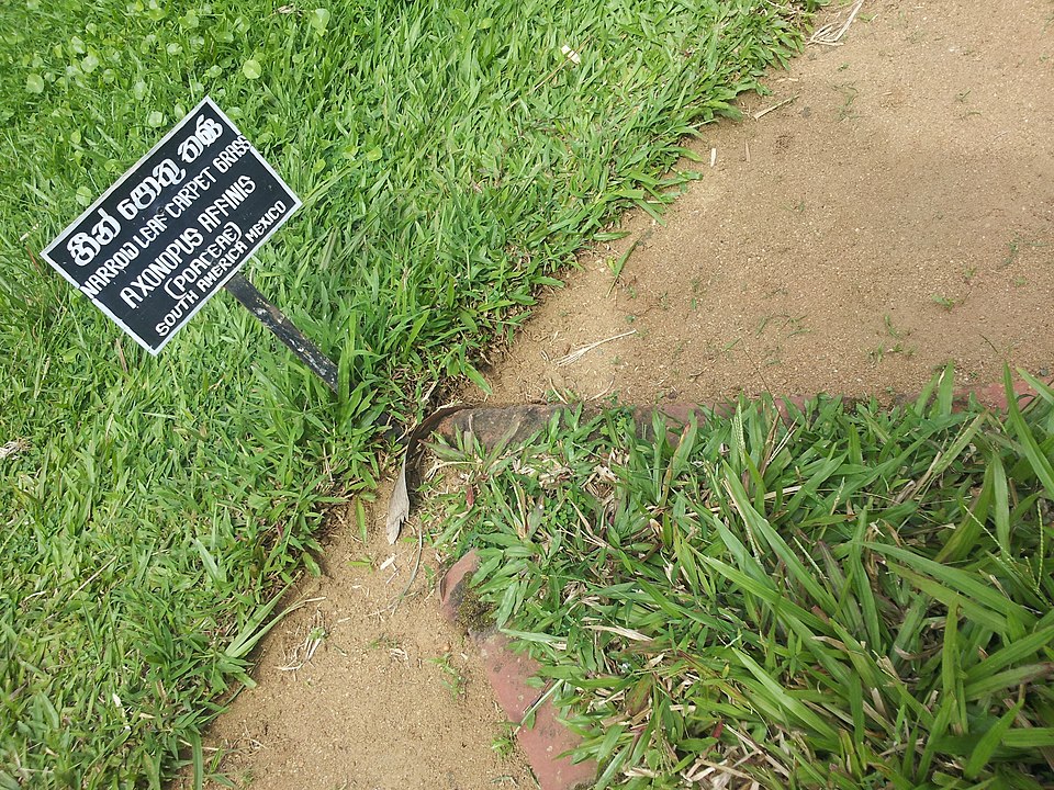 Common Carpetgrass photo 2