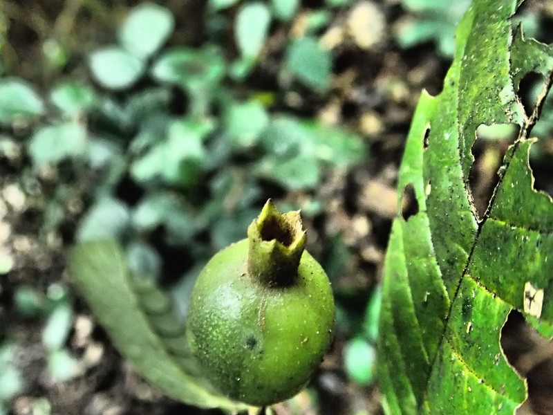 Aoranthe annulata