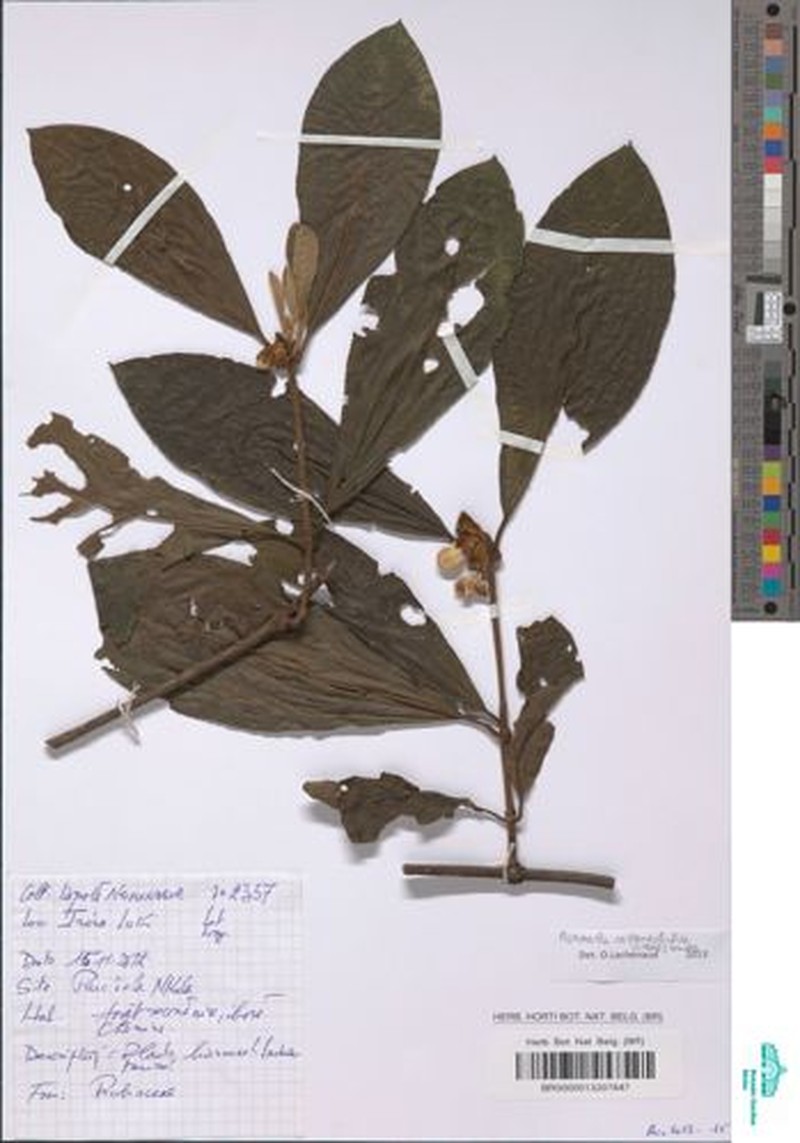 Aoranthe castaneofulva